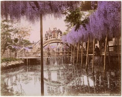 Wisteria Blossoms Kameido Tokyo – hand-colored Meiji era photograph, Japan