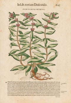 16th Century Engraving - Gentiana