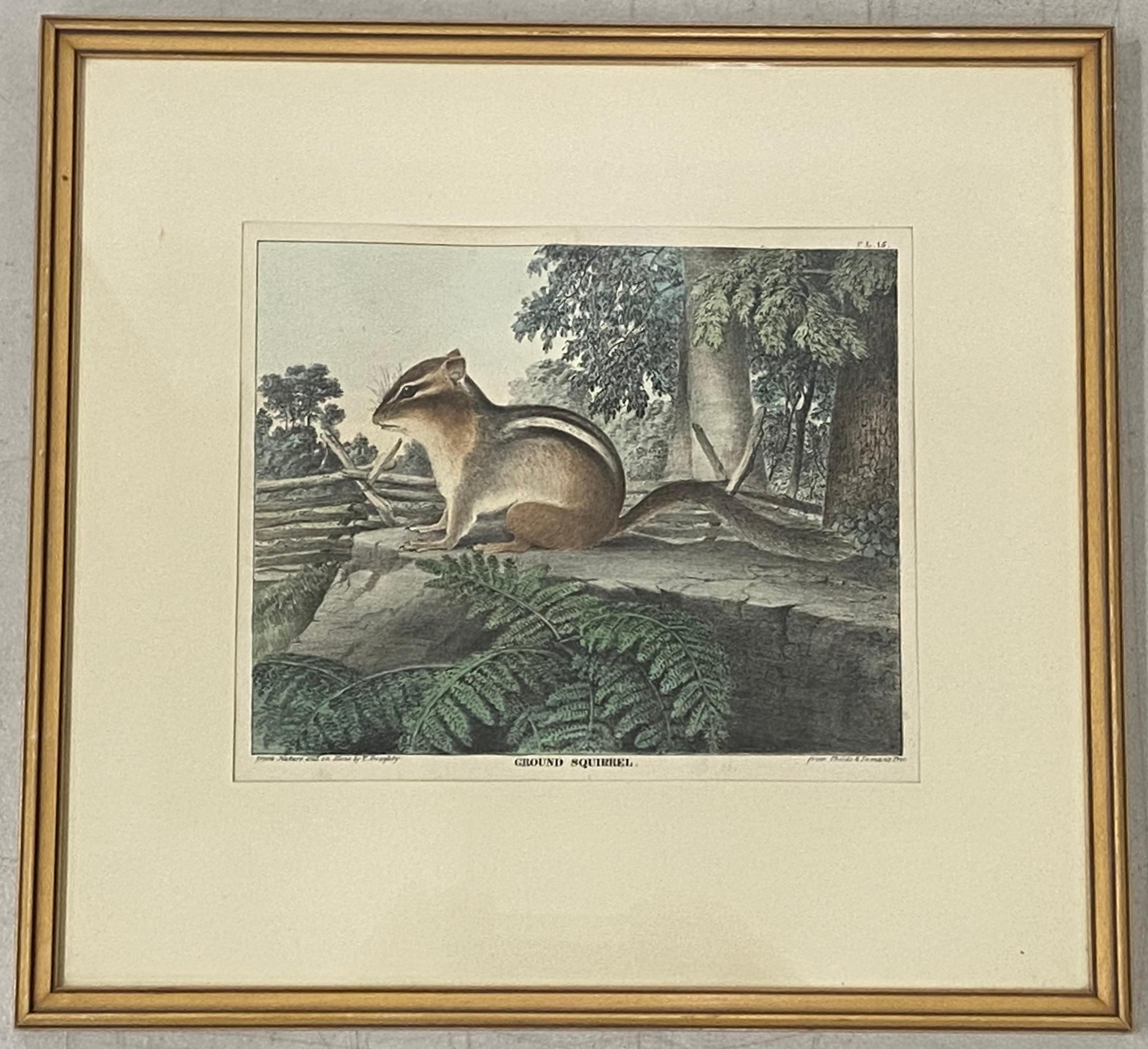 Unknown Animal Print - 19th Century "Ground Squirrel" Hand Colored Lithograph by T. Doughty C.1830s