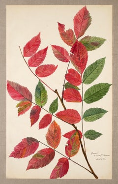 19th Century Hand Colored Nature Print - 8