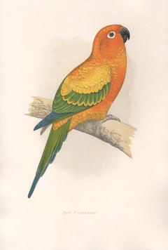 8 Antique natural history prints - parrots, eggs and shell