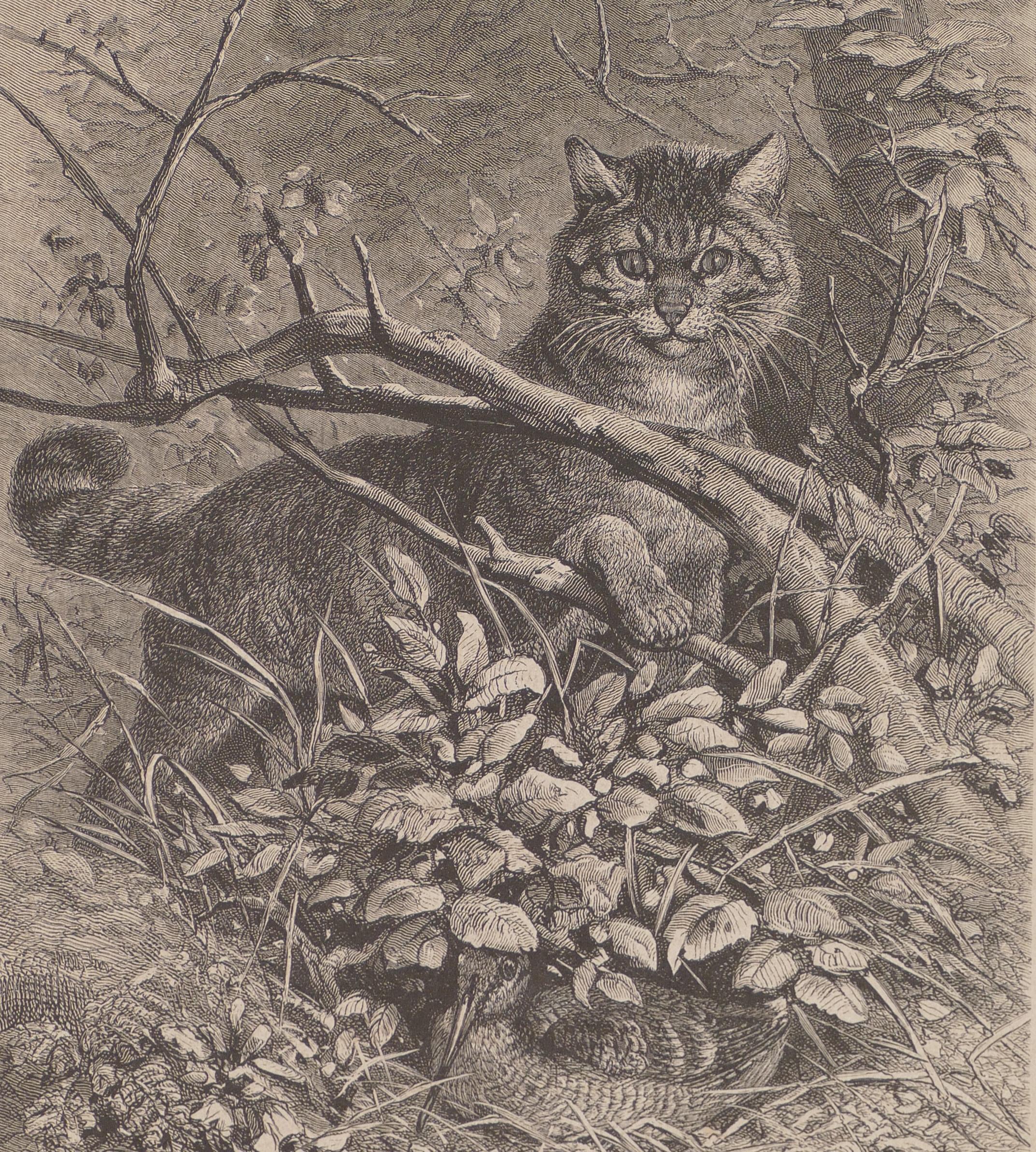 A Cat Hidden in the Tree - Original Lithograph - 1880 - Print by Unknown