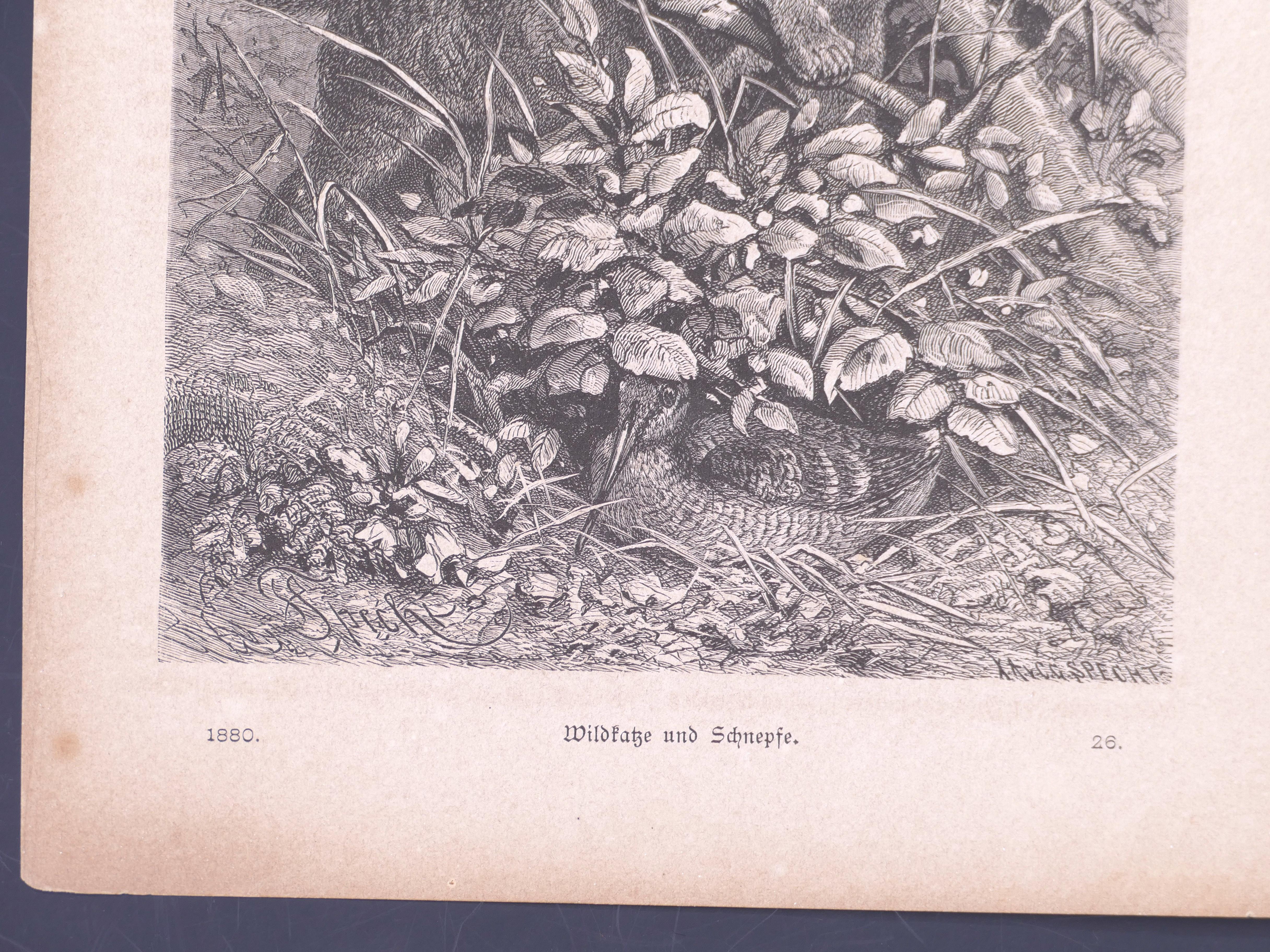 A Cat Hidden in the Tree - Original Lithograph - 1880 - Gray Animal Print by Unknown