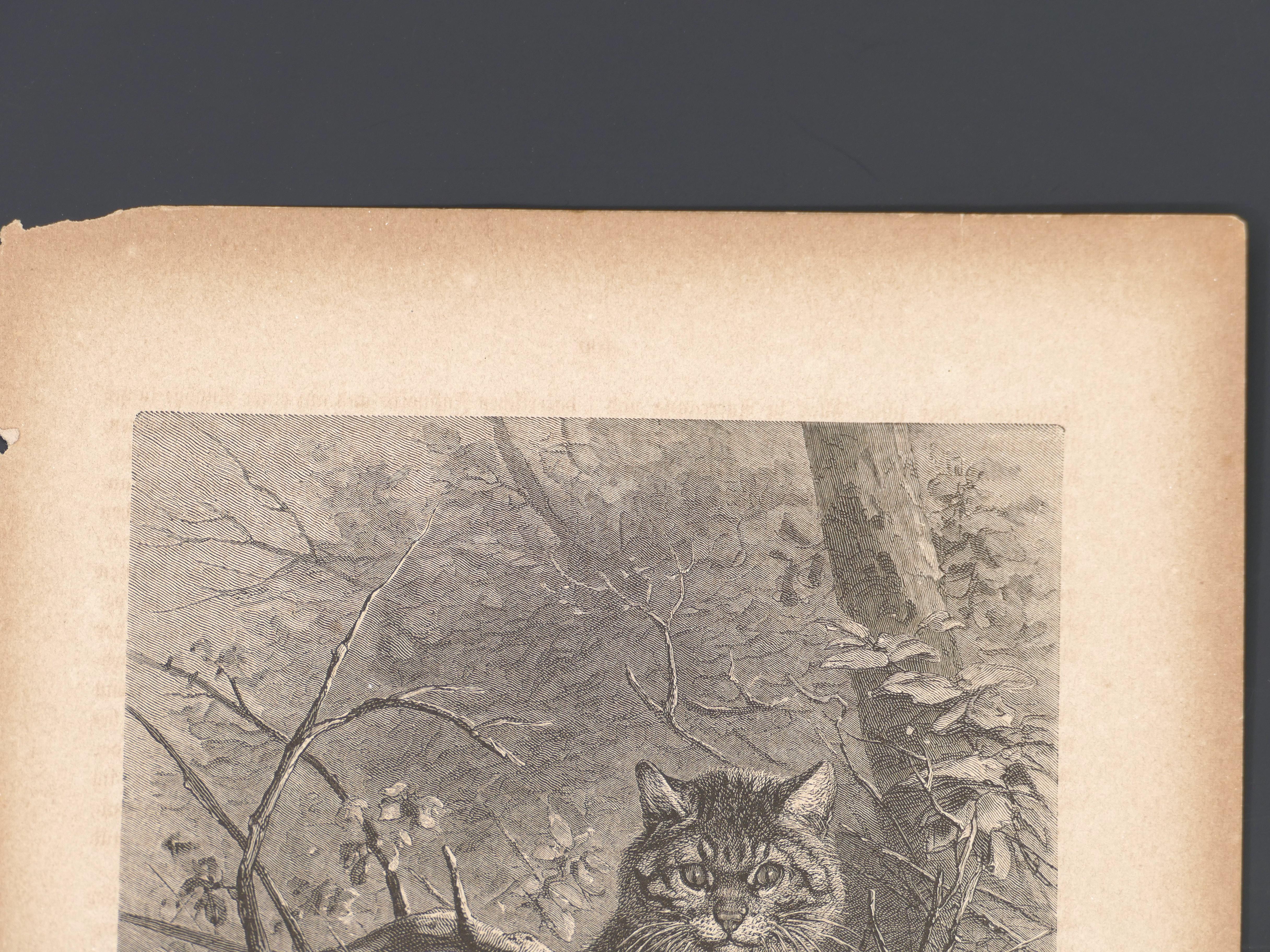 Image dimensions:  19,8 x 13,8  cm.

A Cat Hidden in the Tree is an original print realized by an anonymous illustrator in 1880.

Black and white lithograph. Original Title: Wildkatze und Schnepfe.

Good conditions, except for usual yellowing of the
