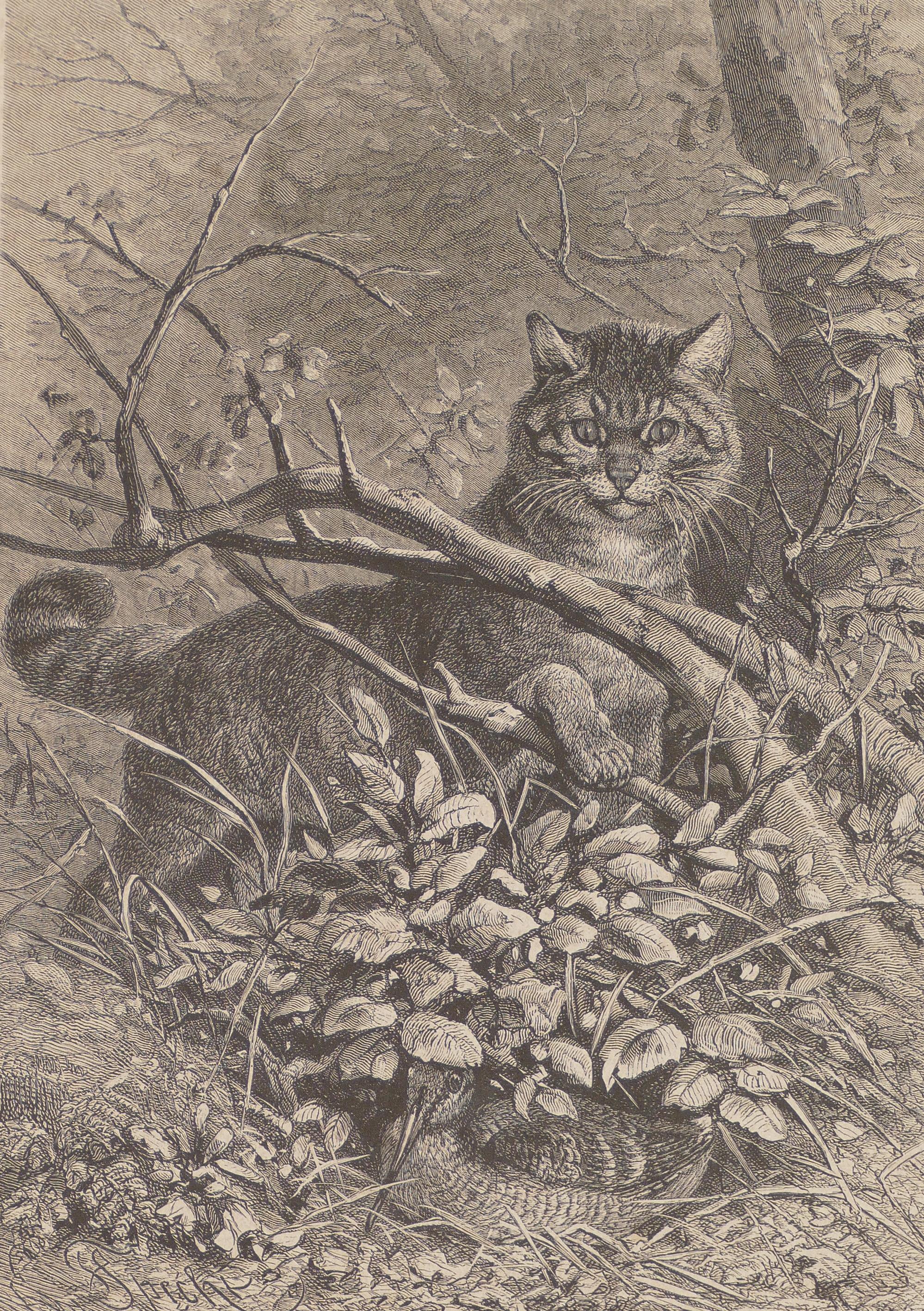Unknown Animal Print - A Cat Hidden in the Tree - Original Lithograph - 1880