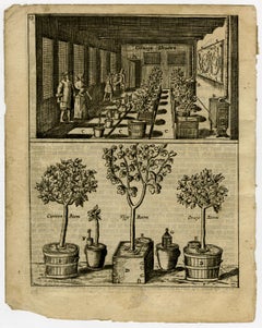 A conservatory with orange-, lemon- and figtrees - Engraving - 17th Century