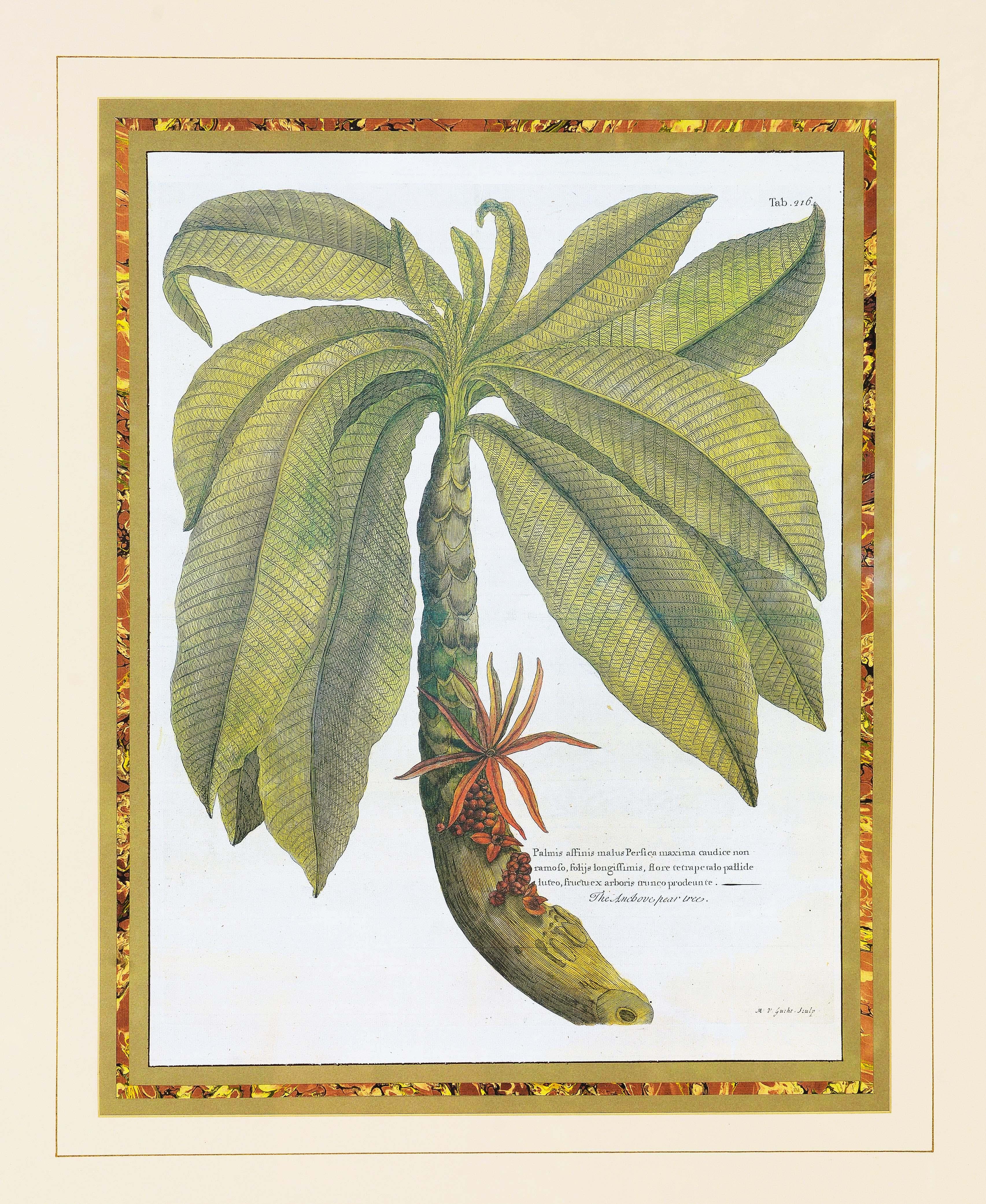 A Large Pair of Decorative Botanical Prints For Sale 2