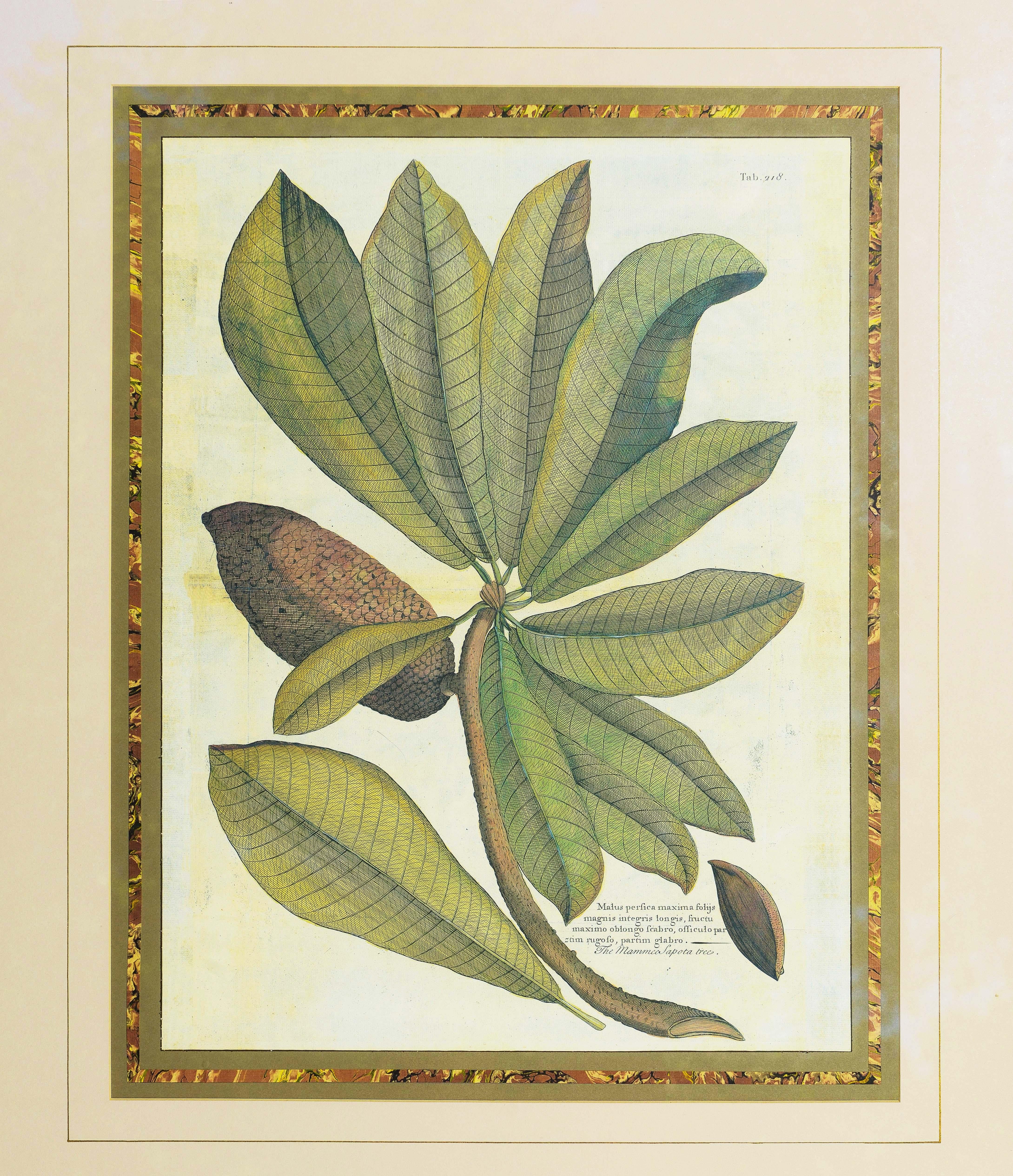 A Large Pair of Decorative Botanical Prints For Sale 3