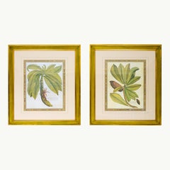 Una grande coppia di stampe botaniche decorative