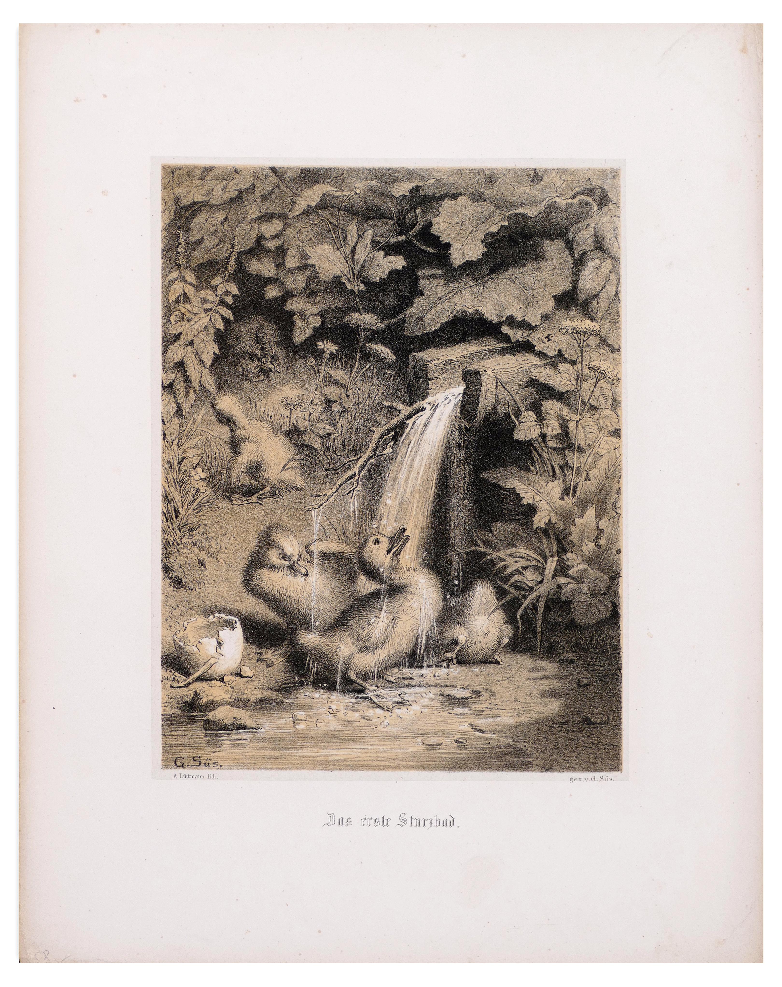 Un anatroccolo - Litografia originale - Fine del XIX secolo - Print di Unknown