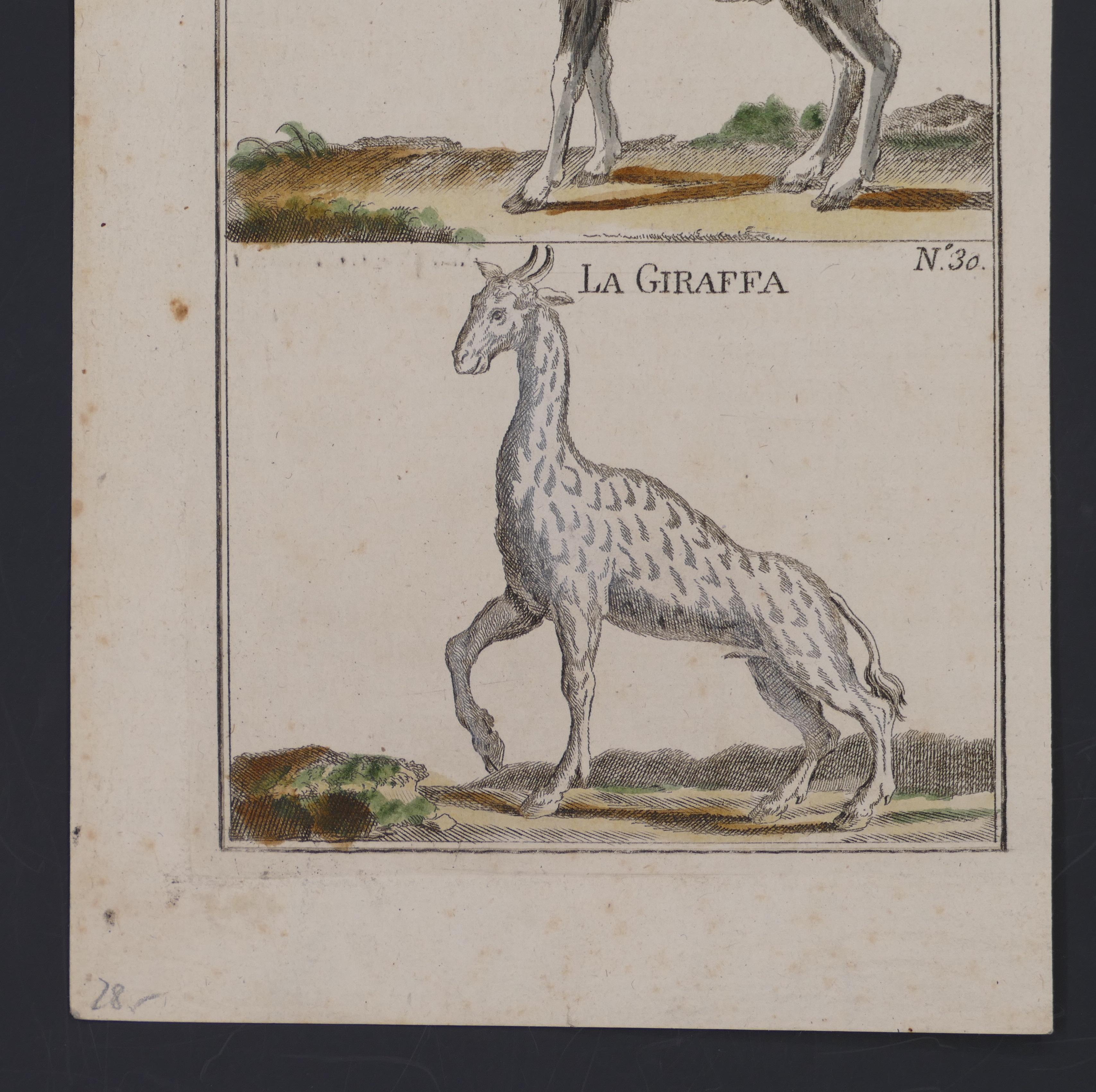 A Mouflon and A Giraffe - Original Etching - 17th Century - Print by Unknown