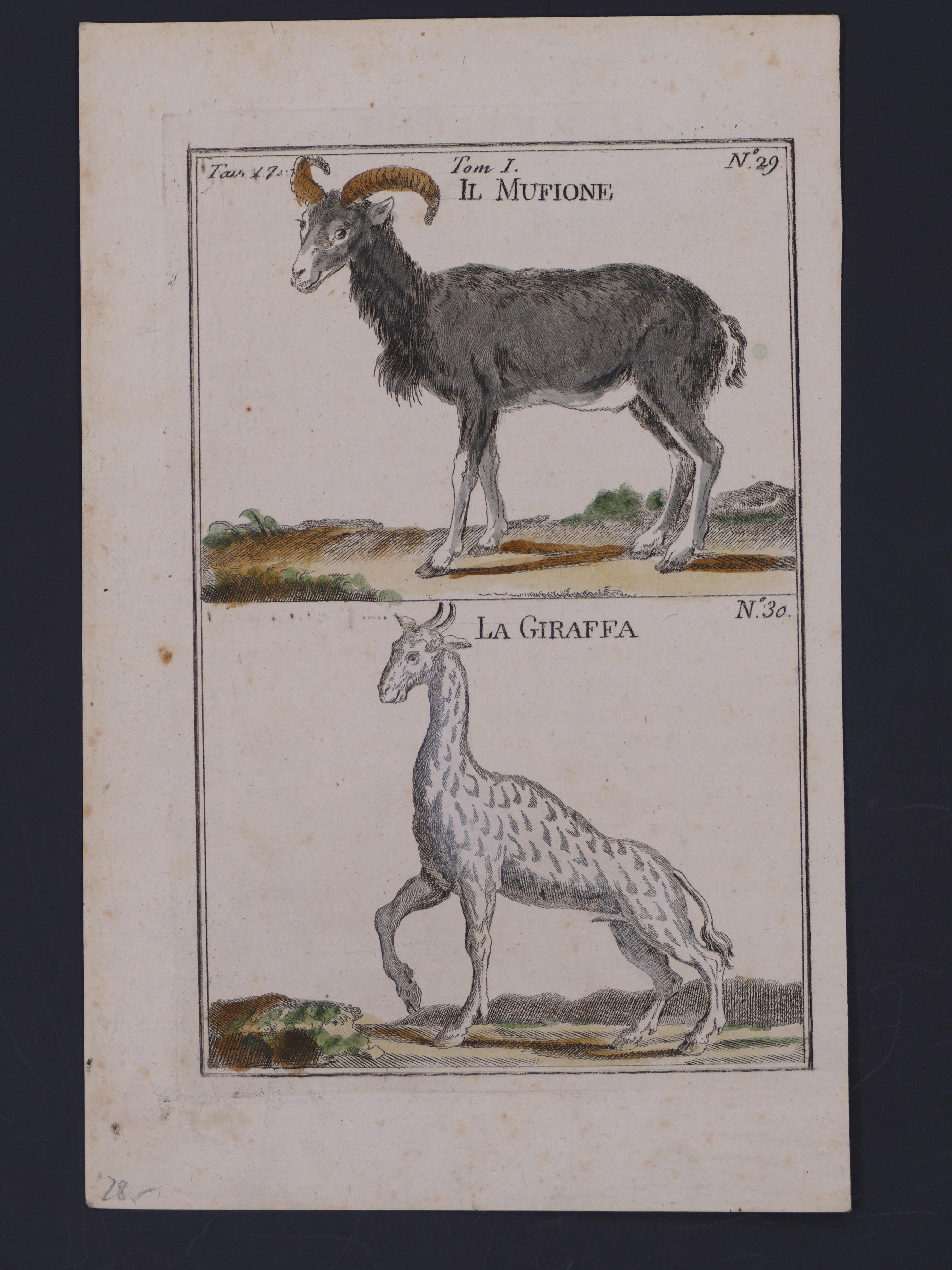 A Mouflon and A Giraffe - Original Etching - 17th Century - Gray Figurative Print by Unknown