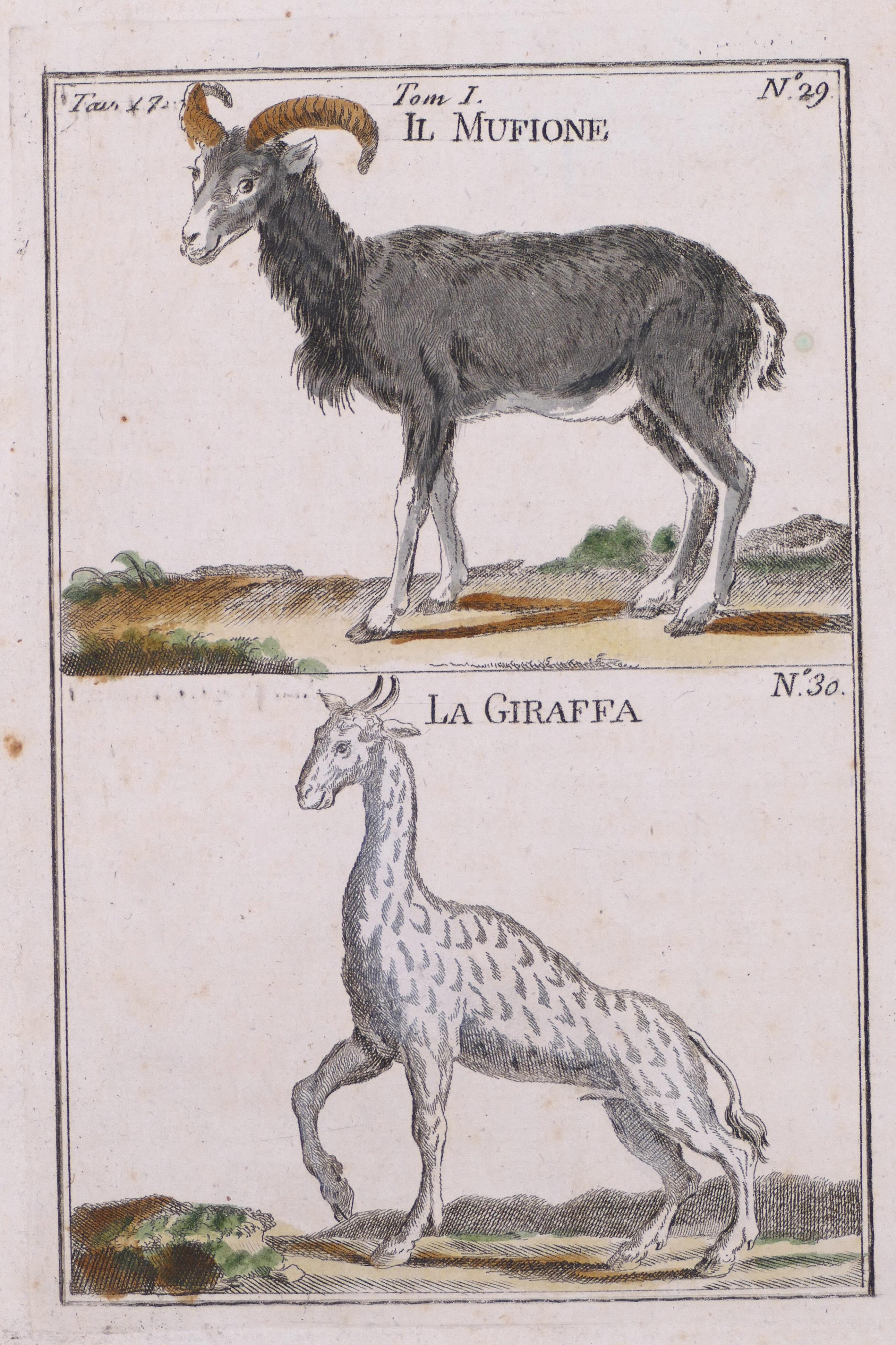 Unknown Figurative Print - A Mouflon and A Giraffe - Original Etching - 17th Century