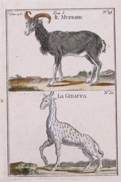 Antique A Mouflon and A Giraffe - Original Etching - 17th Century