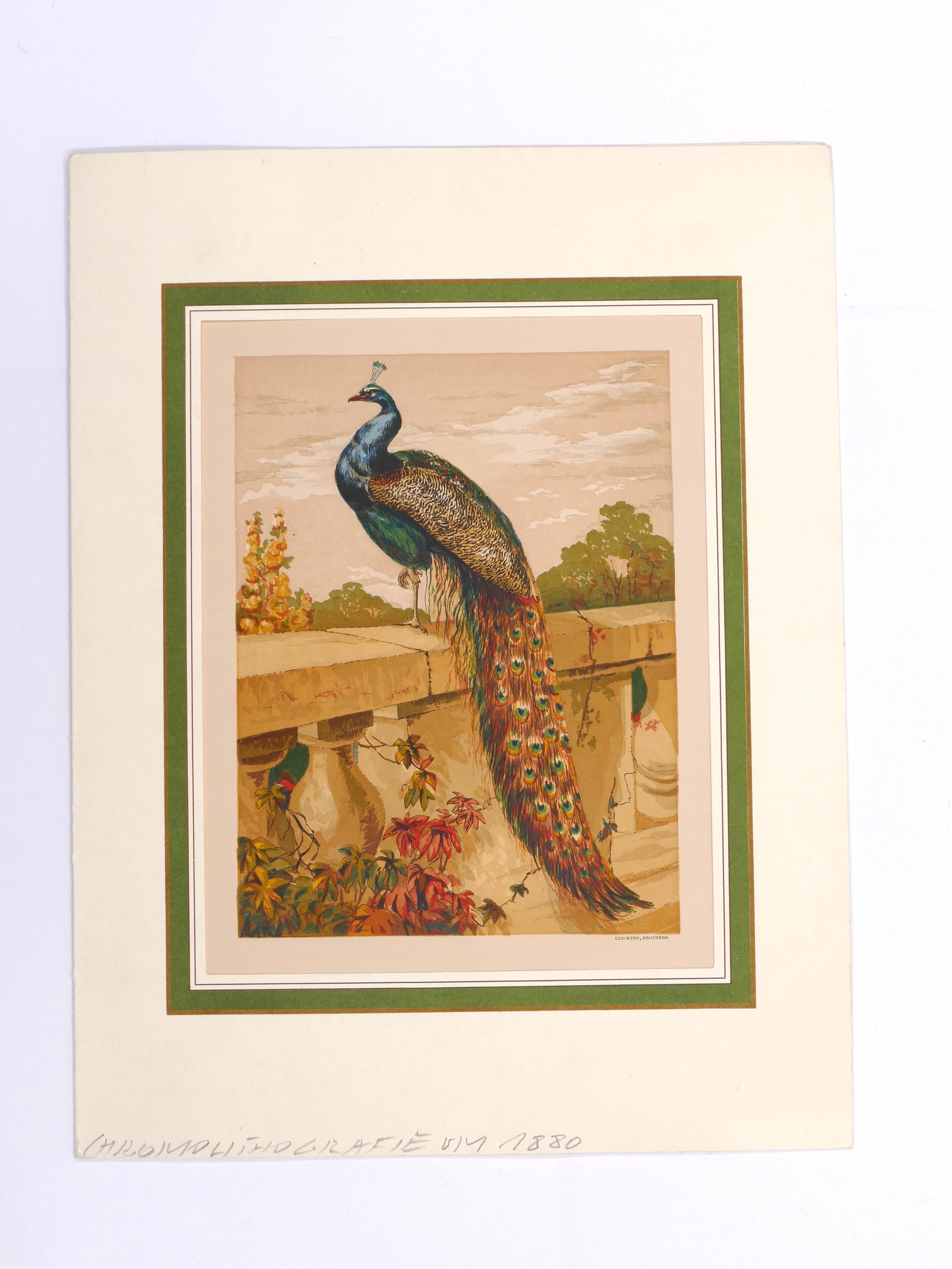 A Peacock - Original Chromelihtograph late 19th Century - Print by Unknown