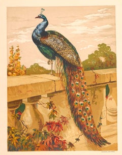 Antique A Peacock - Original Chromelihtograph late 19th Century