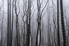 A Season of Litanies Series: Forest of Grey, Print by Lisa Stefanelli, 2013