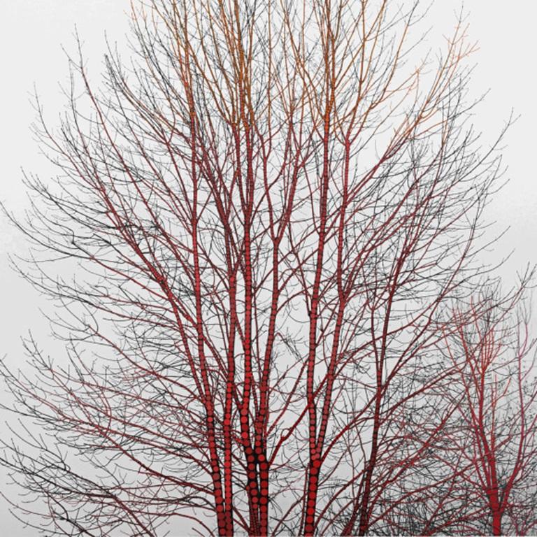 Unknown Landscape Print - A Season of Litanies Series: Red Tree, Print by Lisa Stefanelli, 2013