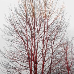 A Season of Litanies Series: Red Tree, Print by Lisa Stefanelli, 2013