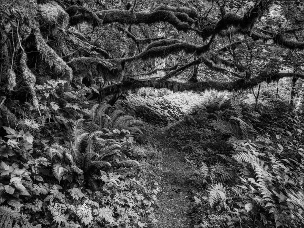 Unknown Landscape Print - A Trail Through Big Timber, Archival Pigment Print by Joseph Rossano, 2019