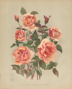 Antique A Victorian English Orange Rose botanical flower chromolithograph, c1880