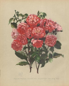 A Victorian English Pink Rose botanical flower chromolithograph, c1880