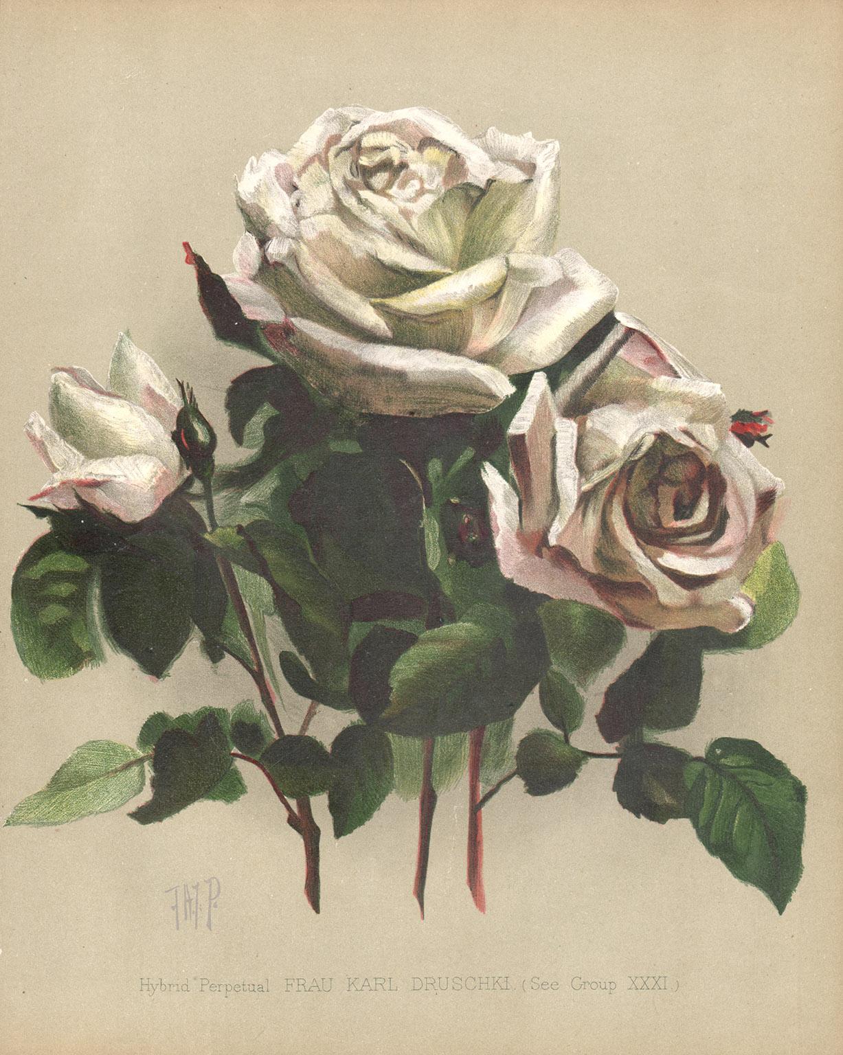 Unknown Print - A Victorian English White Rose botanical flower chromolithograph, c1880