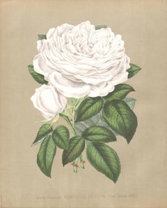 A Victorian English White Rose botanical flower chromolithograph, c1880