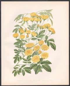 A Victorian English Yellow Rose botanical flower chromolithograph, c1880