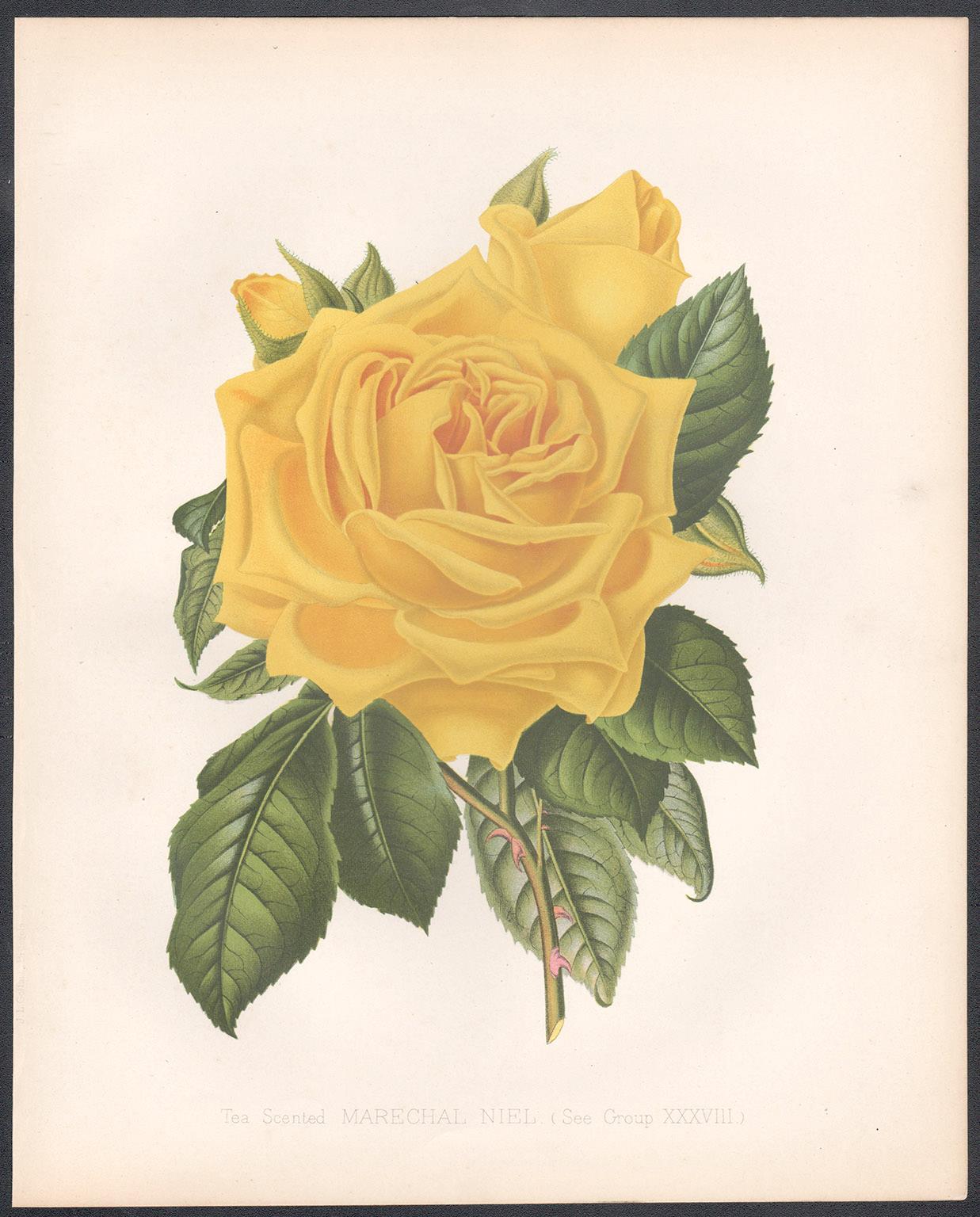 Unknown Print - A Victorian English Yellow Rose botanical flower chromolithograph, c1880