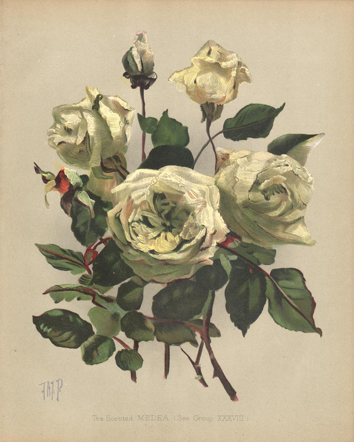 Unknown Print - A Victorian English Yellow Rose botanical flower chromolithograph, c1880