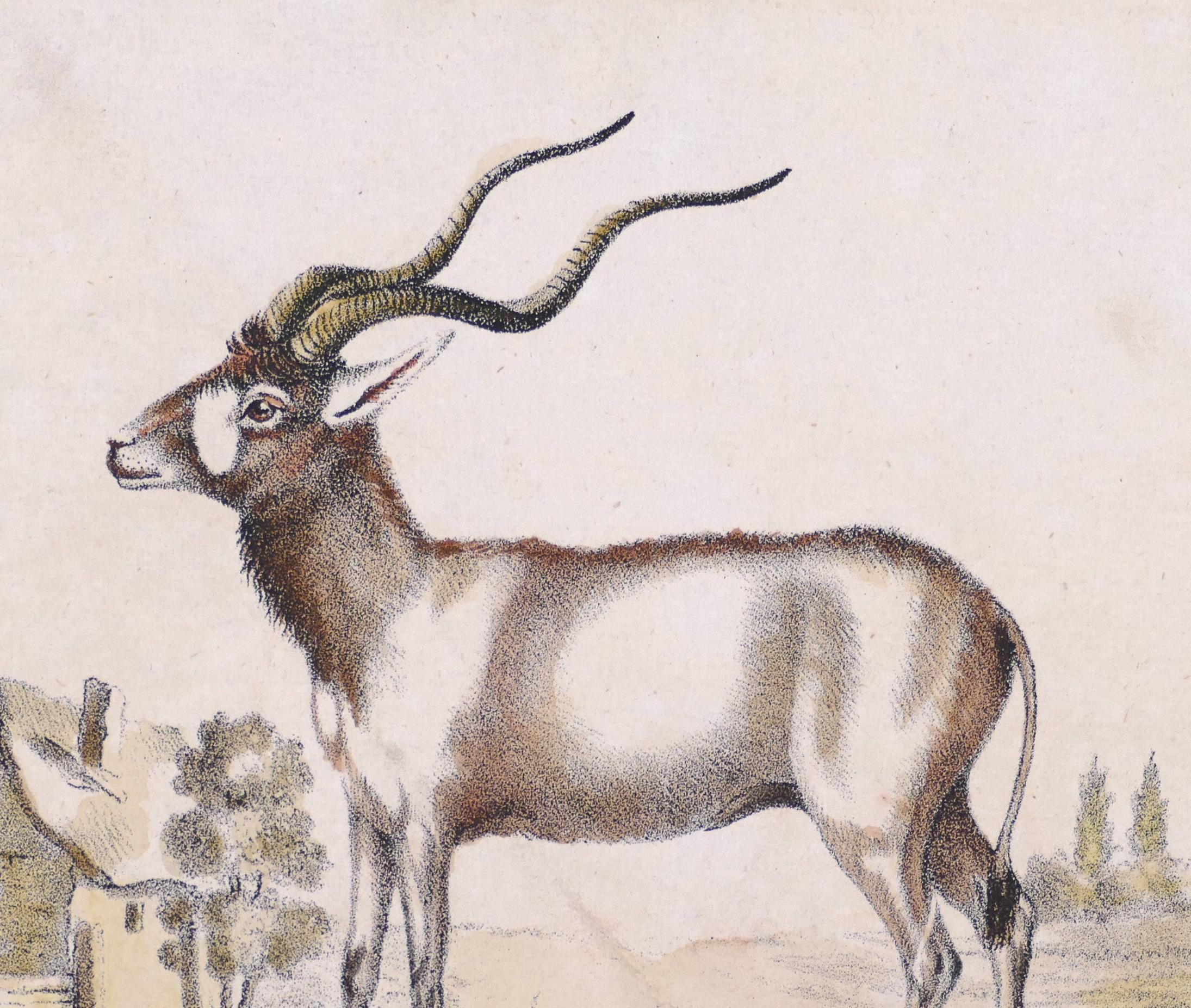 Addax - Lithographie originale - fin du XIXe siècle - Print de Unknown