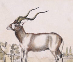 Addax - Original Lithograph - Late 19th Century