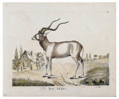 Addax - Lithographie originale - fin du XIXe siècle