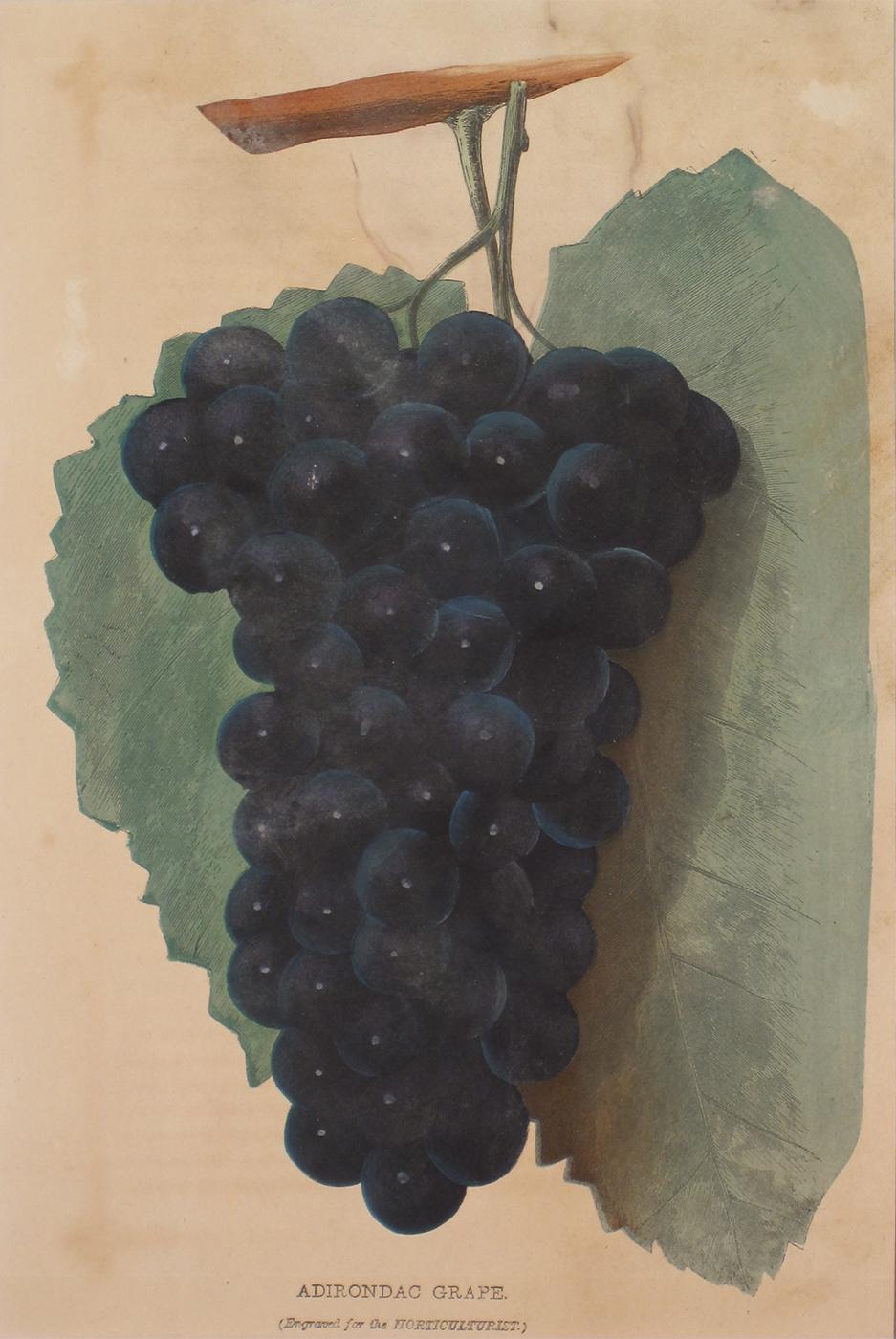 Unknown Animal Print - Adirondac Grape