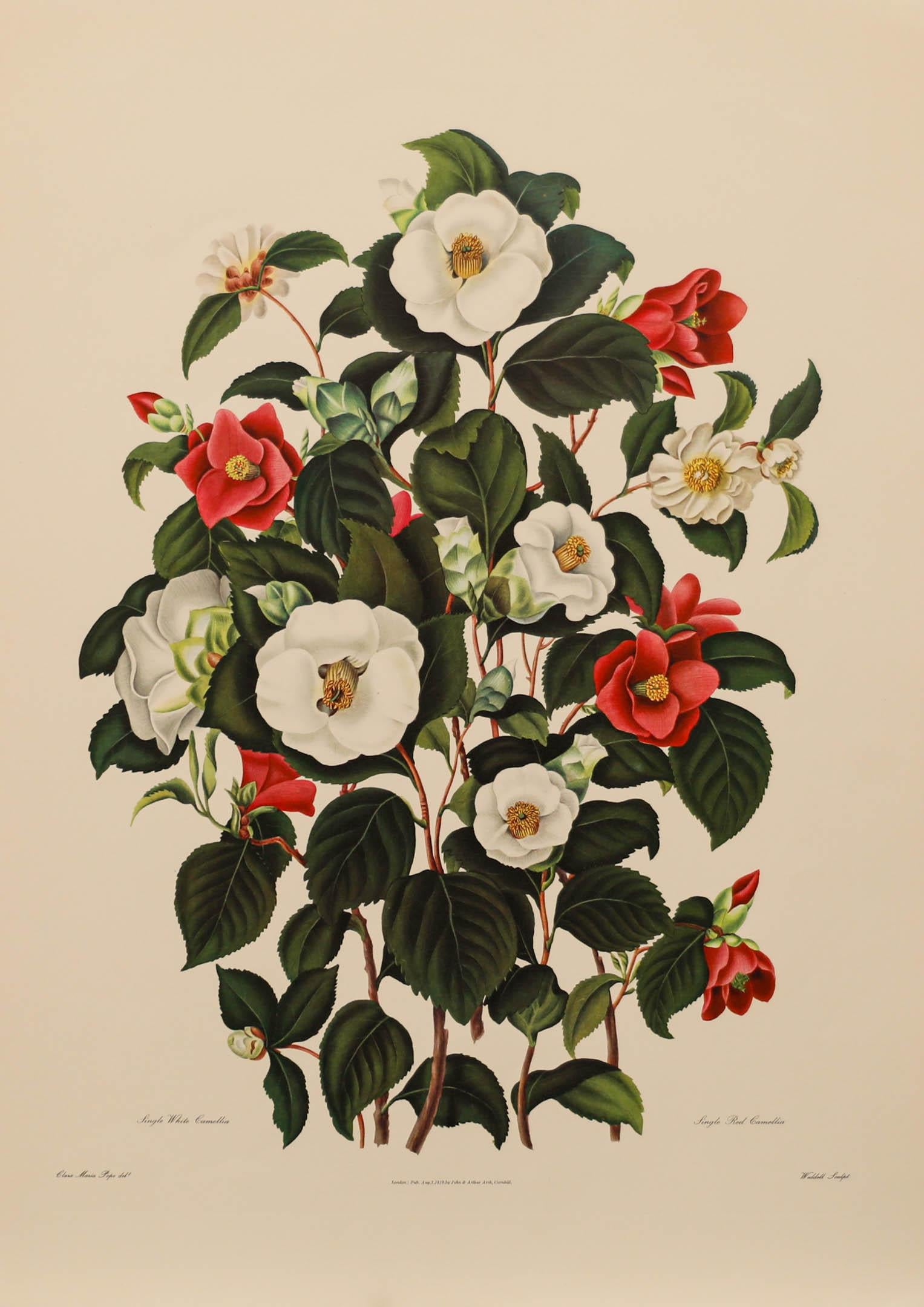 After Clara Pope (1767–1838) - Contemporary Giclee, Complete Camellia Monograph - Print by Unknown