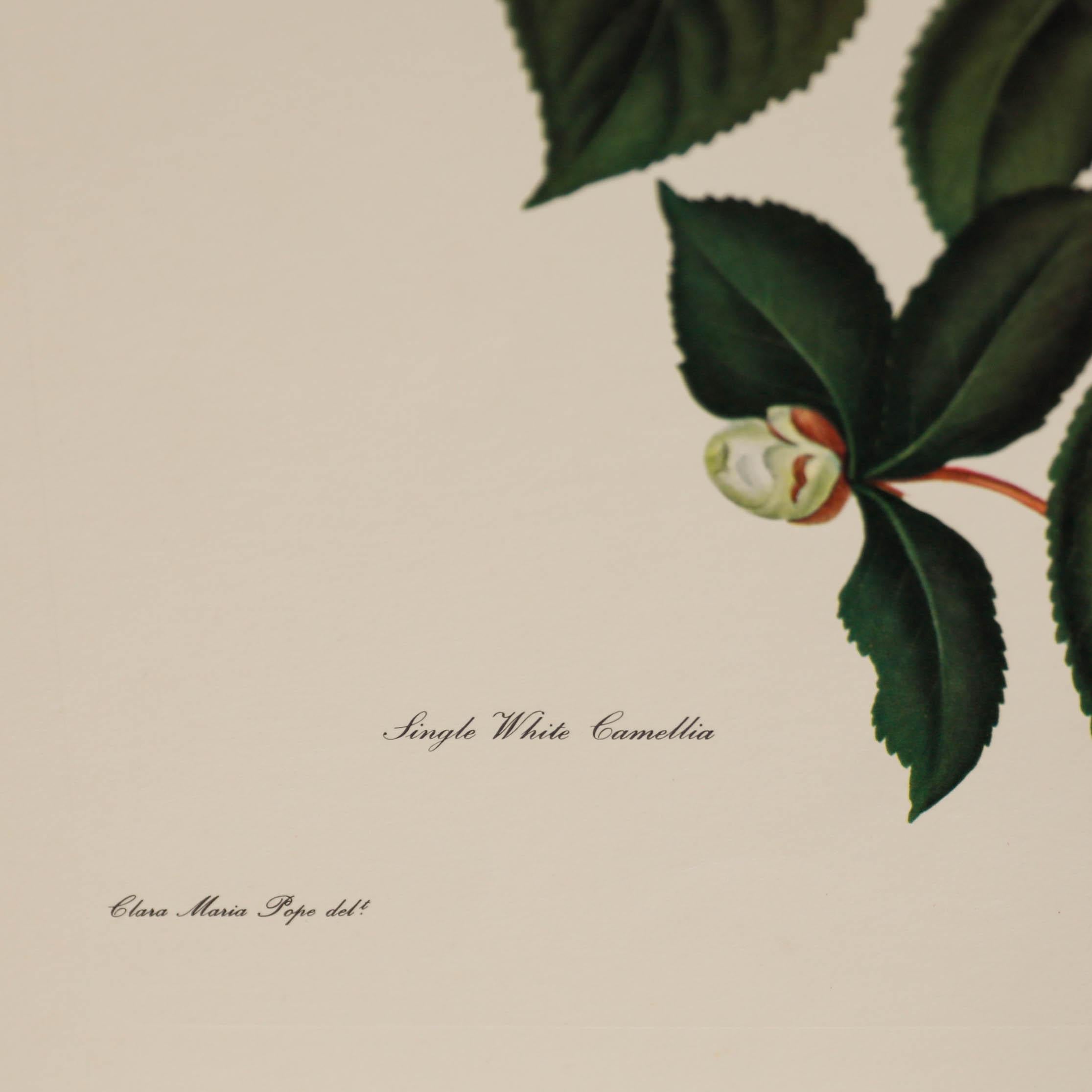 After Clara Pope (1767–1838) - Contemporary Giclee, Complete Camellia Monograph For Sale 1