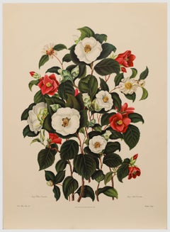 Según Clara Pope (1767-1838) - Giclée contemporáneo, Monografía completa de la camelia