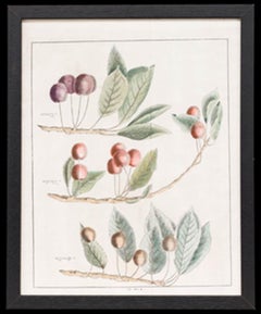 After Johann Hermann Knoop (1700-1769) - Framed Engraving, Study of Cherries