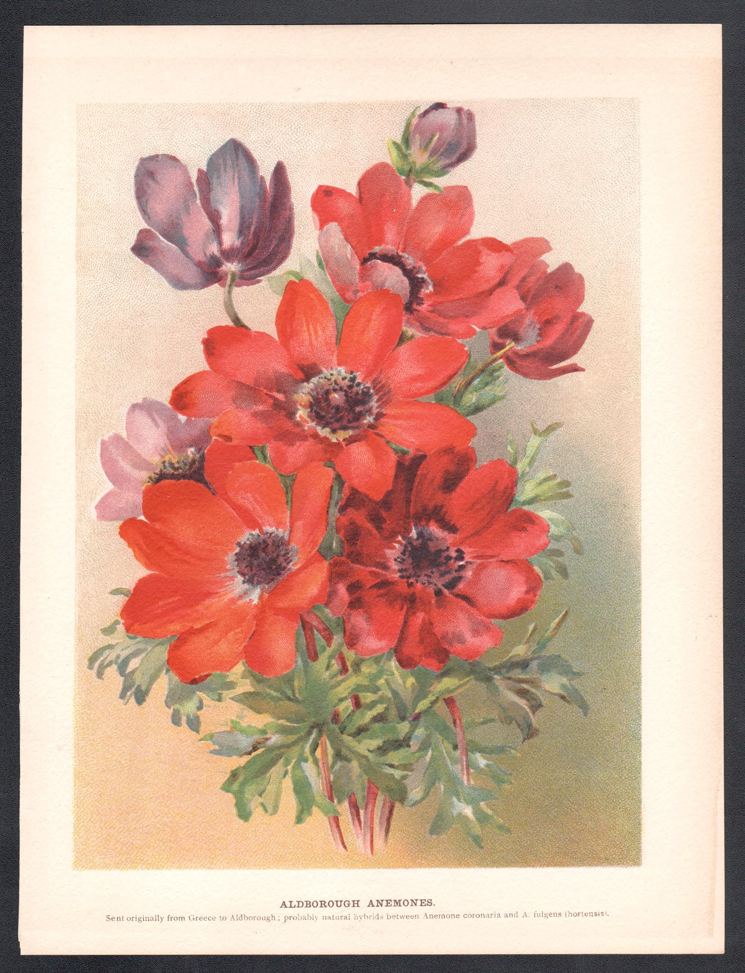 Anémonas de Aldborough, cromolitografía botánica de flores antiguas inglesas, 1896 - Print de Unknown