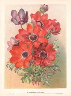 Aldborough Anemones, chromolithographie botanique anglaise ancienne de fleurs, 1896