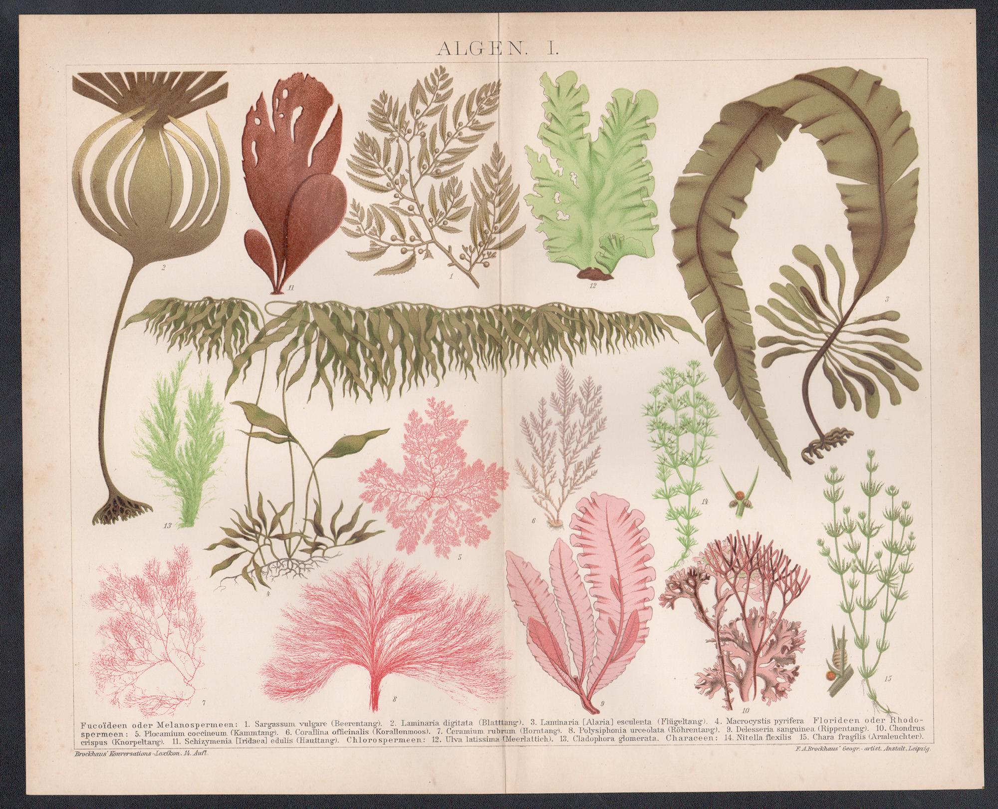 Algen I (Seaweeds), German antique botanical plant chromolithograph - Print by Unknown