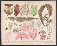 Algen I (Seaweeds), German antique botanical plant chromolithograph