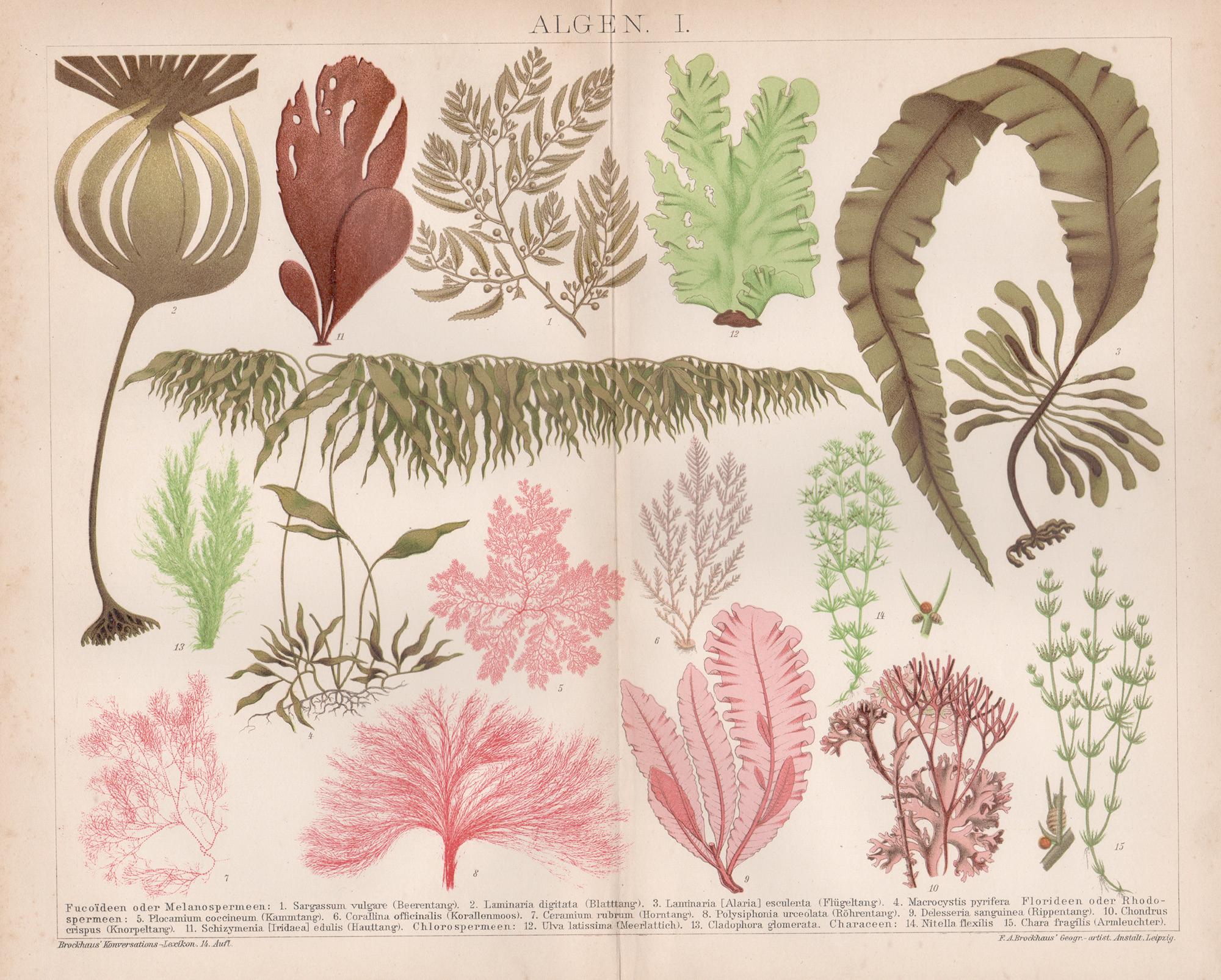 Unknown Still-Life Print - Algen I (Seaweeds), German antique botanical plant chromolithograph
