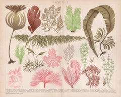 Algen I, chromolithographie allemande ancienne de plantes botaniques