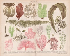 Algen I (Seaweeds), German Antique botanical plant chromolithograph