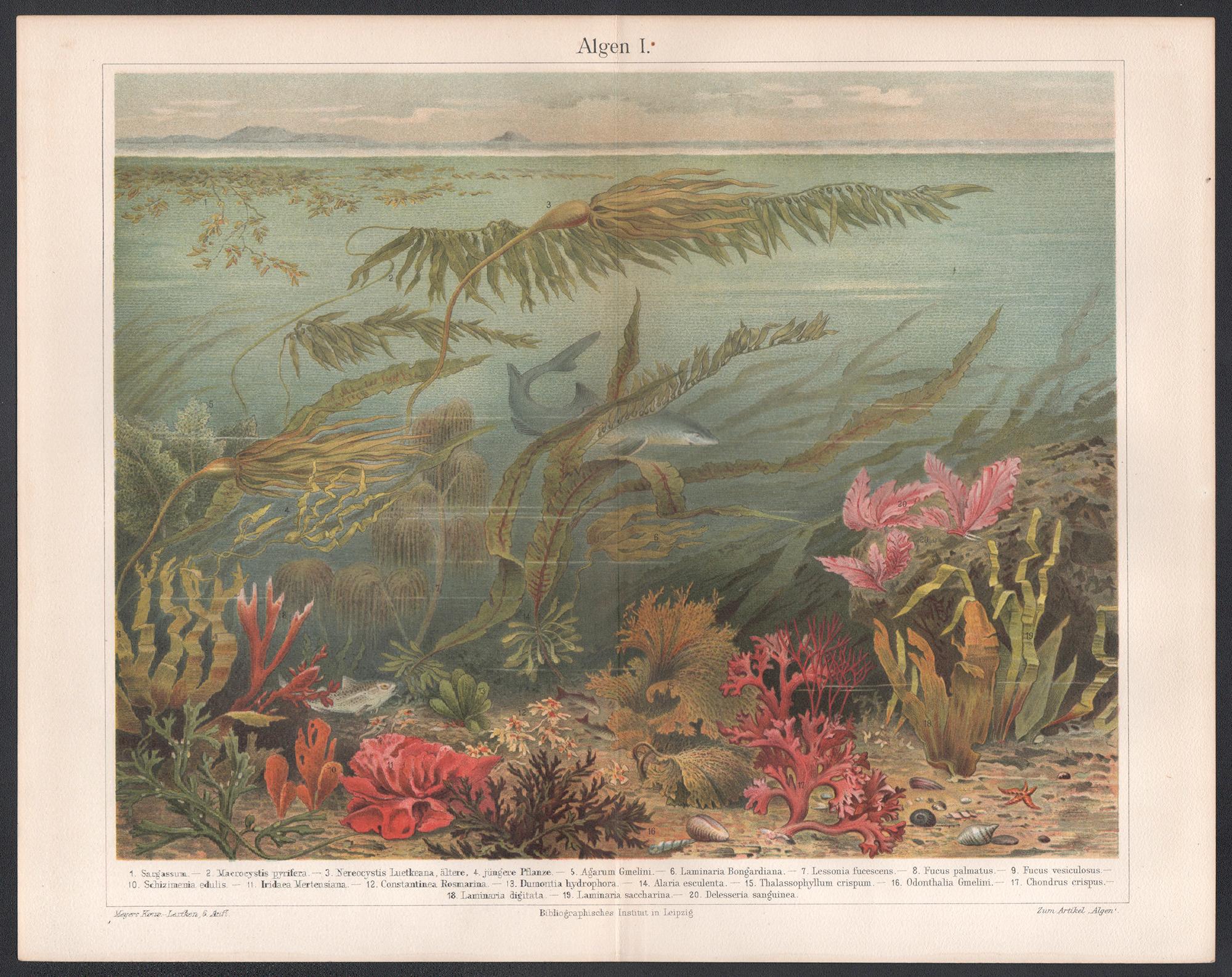 Algen I (Seaweeds), Deutscher antiker Unterwasser-Muscheldruck – Print von Unknown
