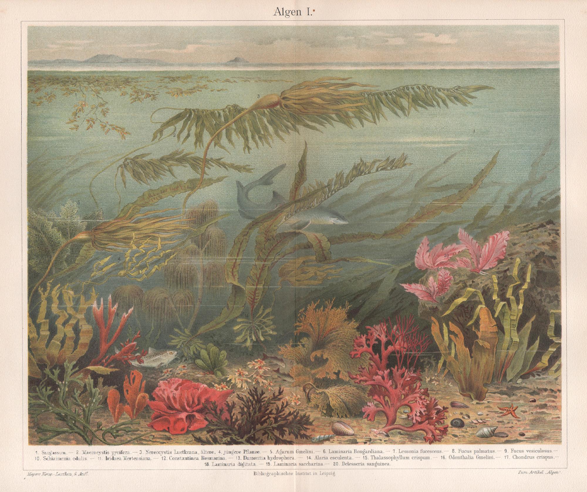 Unknown Animal Print - Algen I (Seaweeds), German antique underwater sealife print