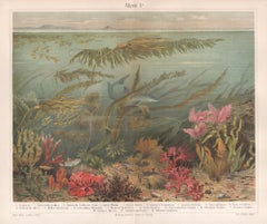 Algen I (Seaweeds), impression allemande ancienne d'animaux marins sous-marins