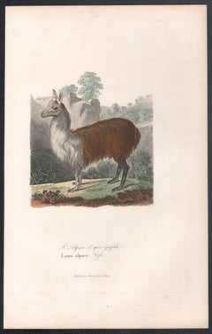 Alpaca, mid 19th French century animal engraving